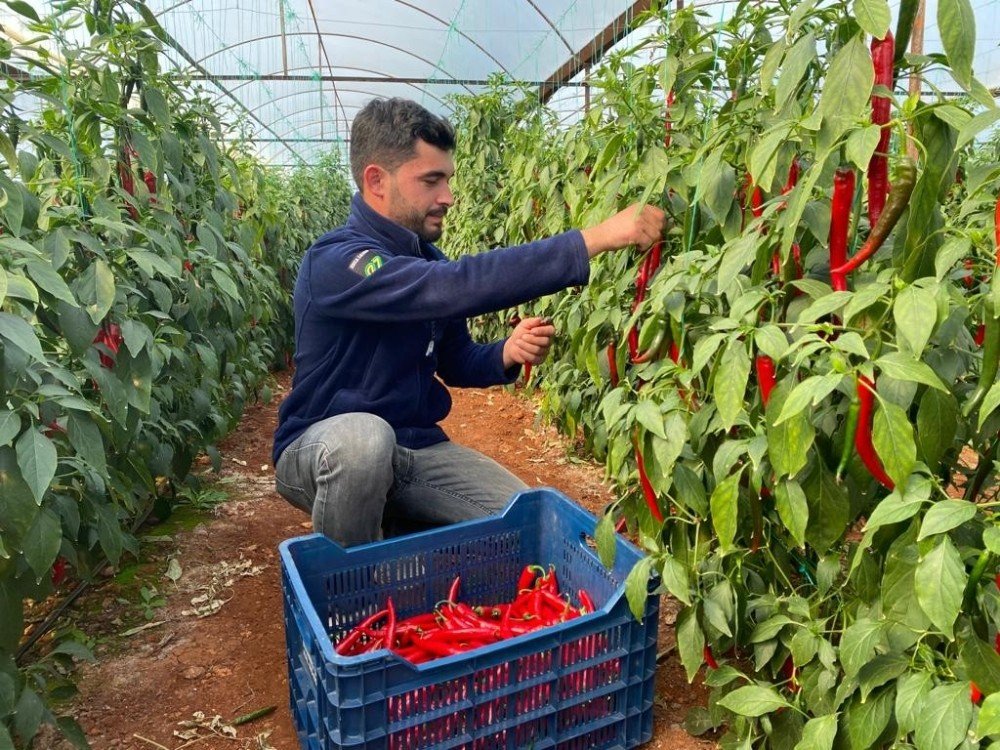 Aşırı Talep Sebebiyle Yetersiz Kalan İsotun Açığını Şili Biberi Kapatıyor