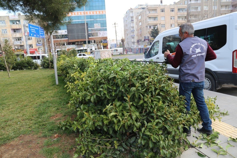 Mardin Büyükşehir Belediyesinden Budama Çalışmaları