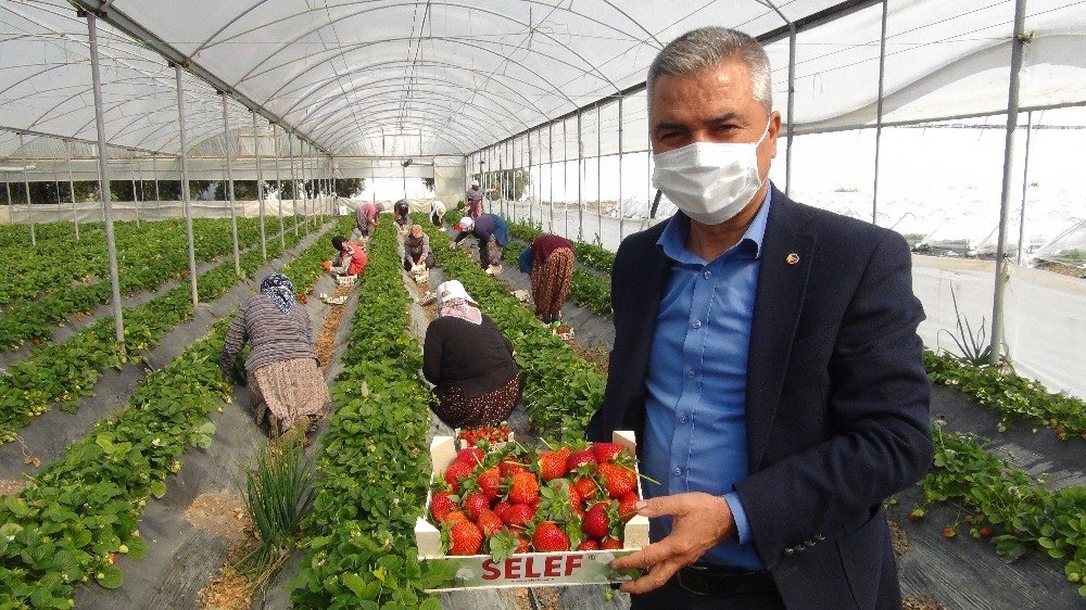 Silifke’de Çilek İhracatı Başladı