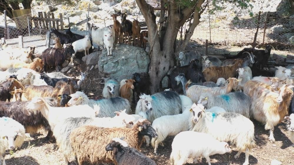 Çanakkale Birlik’ten Çiğ Süt Raporu