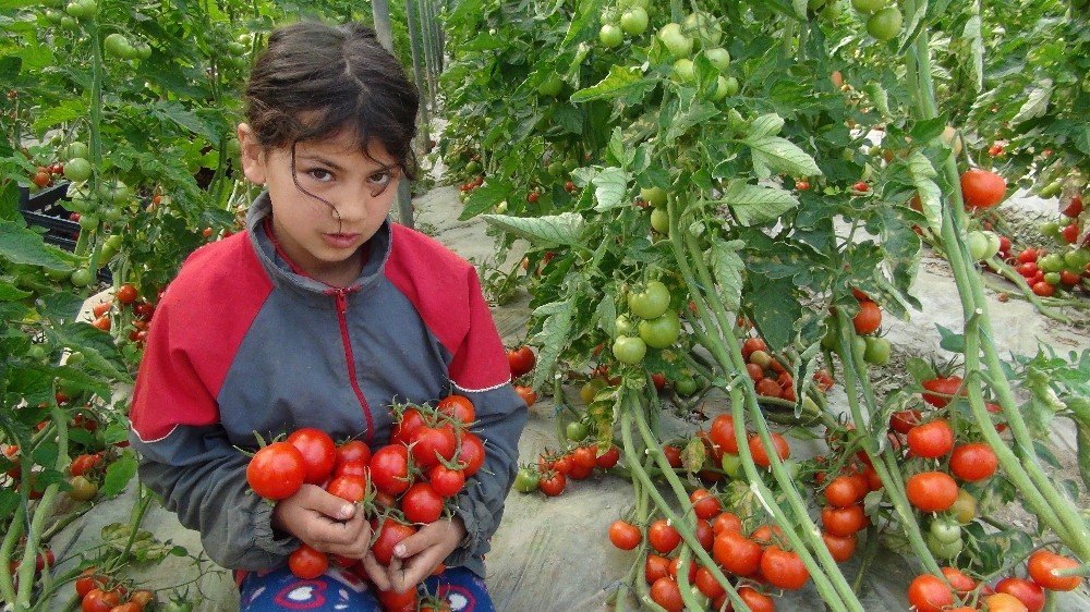 Sokağa Çıkma Kısıtlaması Kalktı Domates Üreticisinin Yüzü Güldü