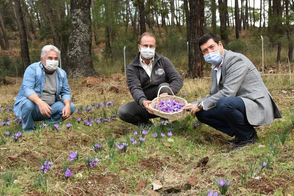 Barış Saylak; “muğla Endemik Bitki Zengini”