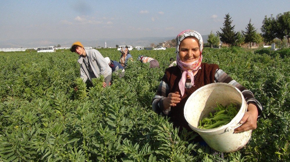 Mersin’den Irak’a İhraç Edilen Baklada Hasat Sona Erdi