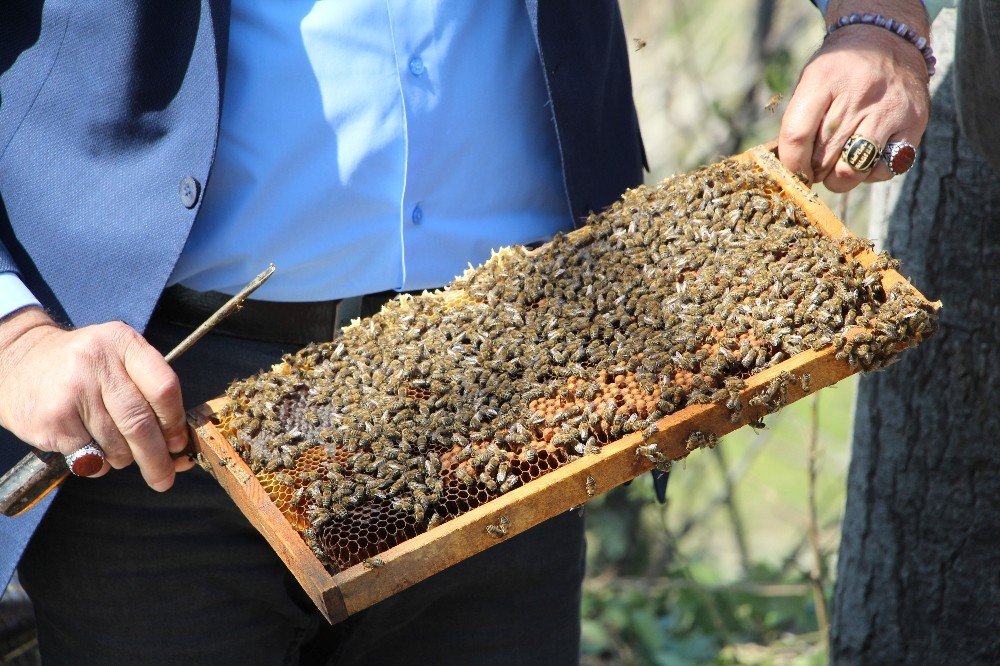 Arılar Çiçekle Buluştu, Yetiştiriciyi İlaçlama Korkusu Sardı