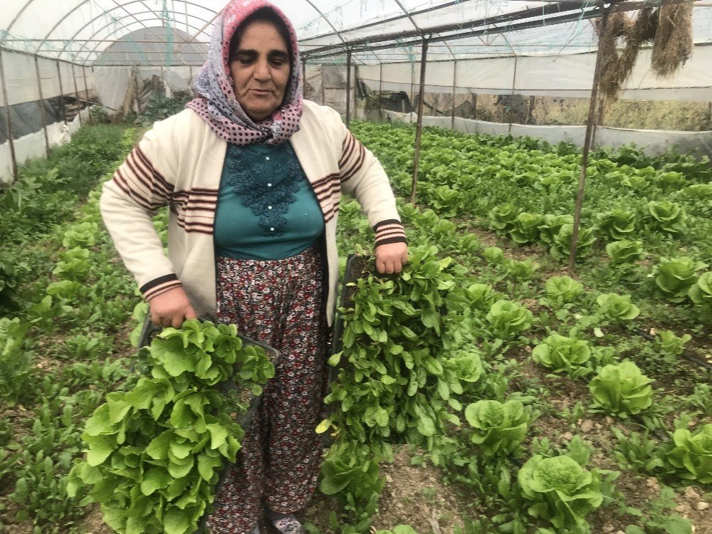 650 Rakımlı Mahallede Örtü Altı Üretim Geçim Kaynağı Oldu