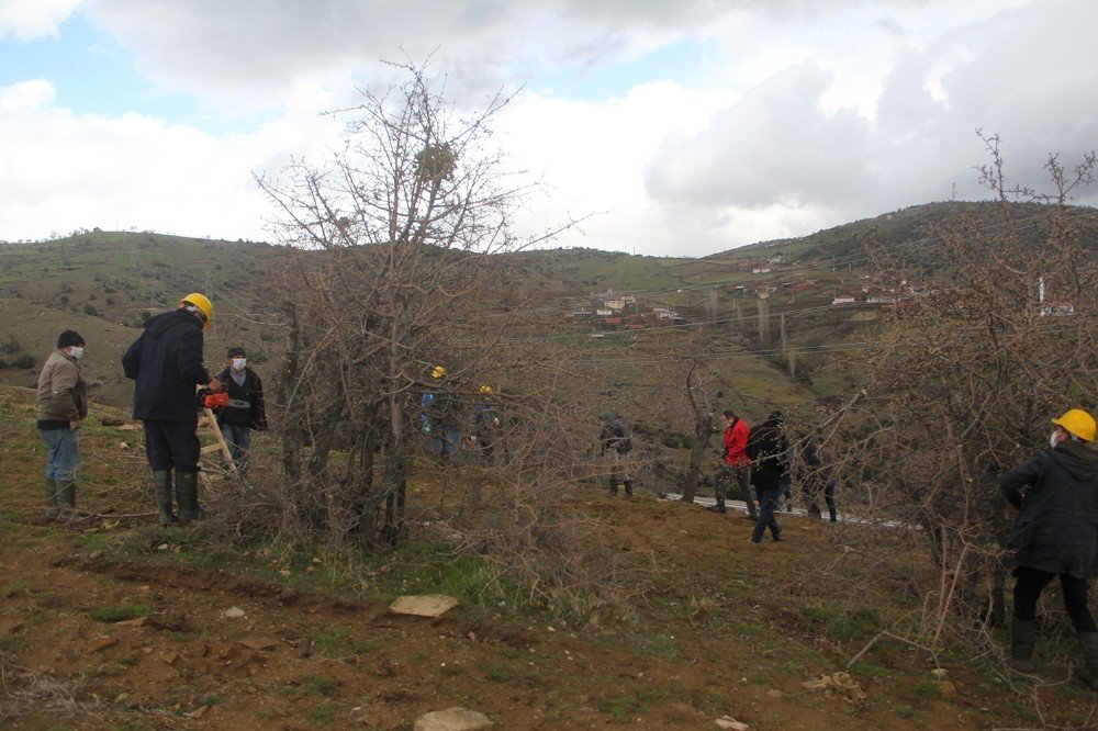 Yabani Ahlat Ağaçları, Aşılanarak Üretime Değer Katacak