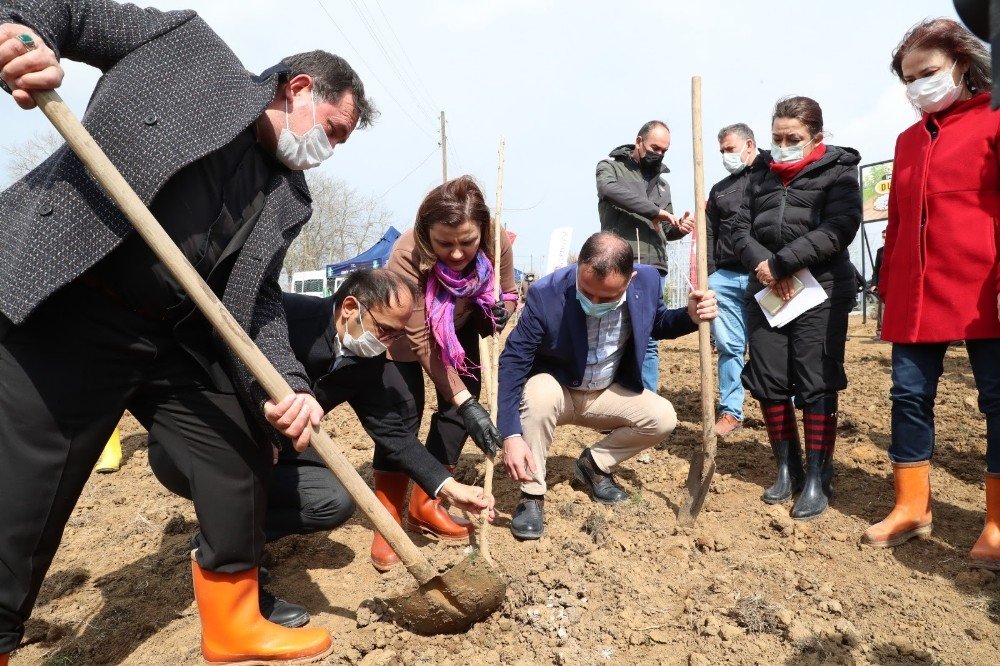 İ̇pek Böcekçiliğini Başlatacak Fidanlar Toprakla Buluştu