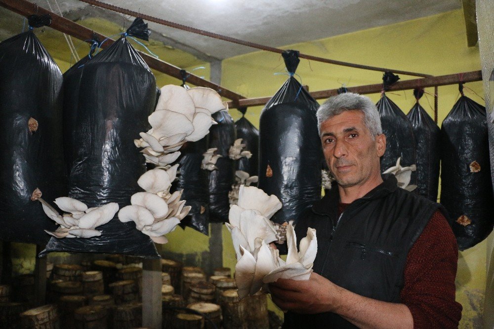 Ürettiği İstiridye Mantarında Siparişlere Yetişemeyince Müşterilere Kilo Sınırı Getirdi