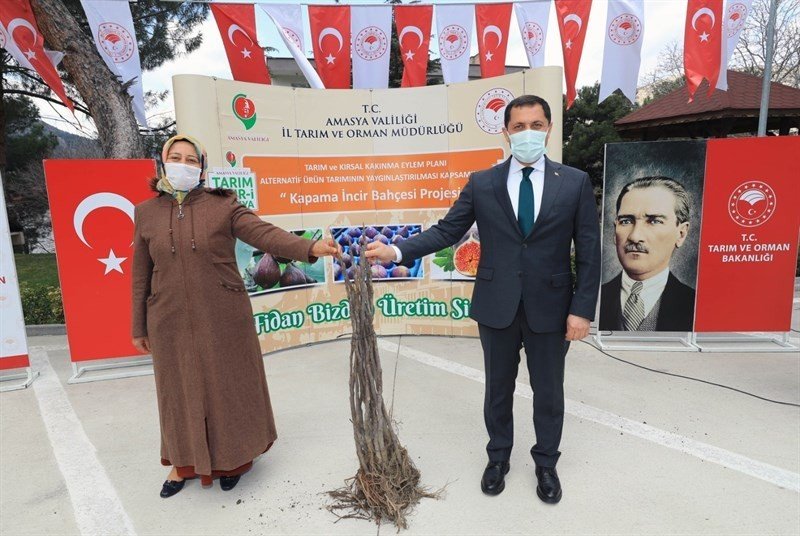 Amasya’da İncir, Elma Ve Kiraza Alternatif Olacak