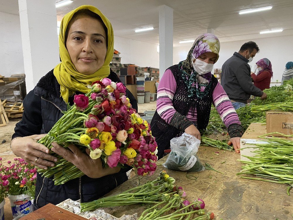 Cebinde Getirdiği Hediye Tohumla Antalya’da Üretime Başladı, Taleplere Yetişemiyor