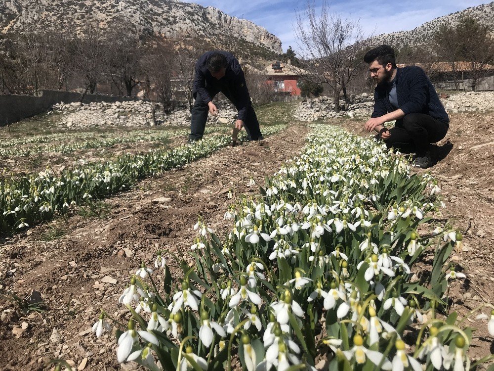 Koruma Altındaki Kardelenler Hollanda Ve Almanya’ya İhraç Ediliyor