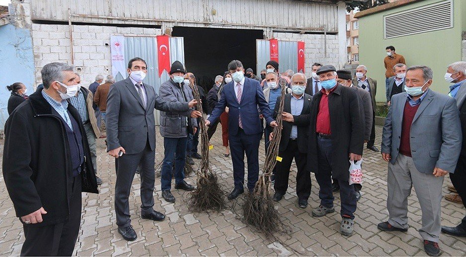 Osmaniye’de Çiftçilere Ceviz Fidanı Dağıtıldı