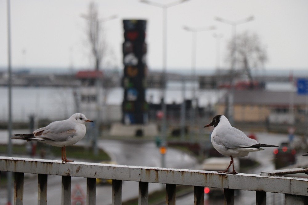 Vaka Sayısı Artan Zonguldak’ta Sessizlik Hakim