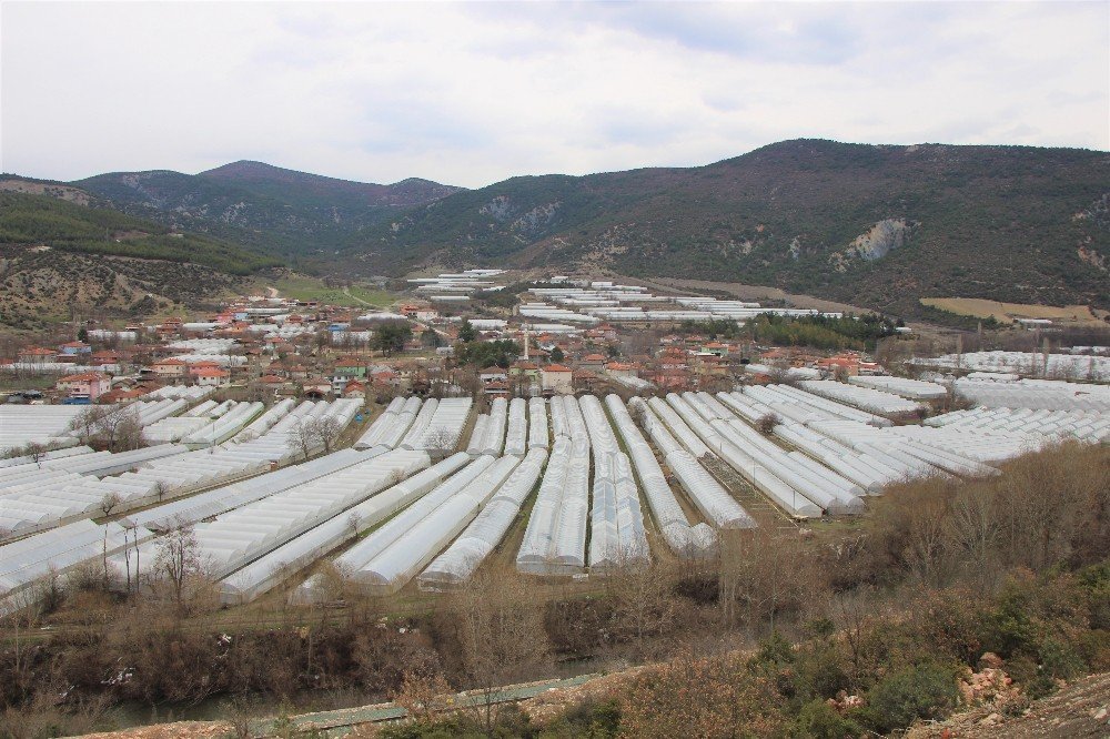 Karadeniz’in Sebze Üssü Amasya’da Domates Fideleri Toprakla Buluştu