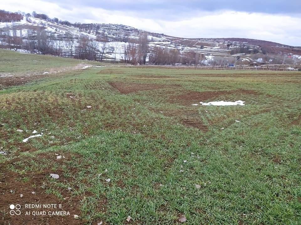 Sungurlu’da Mevsimsel Hastalıklara Karşı Tarım Alanları İnceleniyor