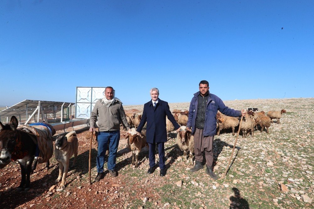 Hayvancılık Gelişiyor Hem Yetiştirici Hem Ülke Ekonomisi Kazanıyor