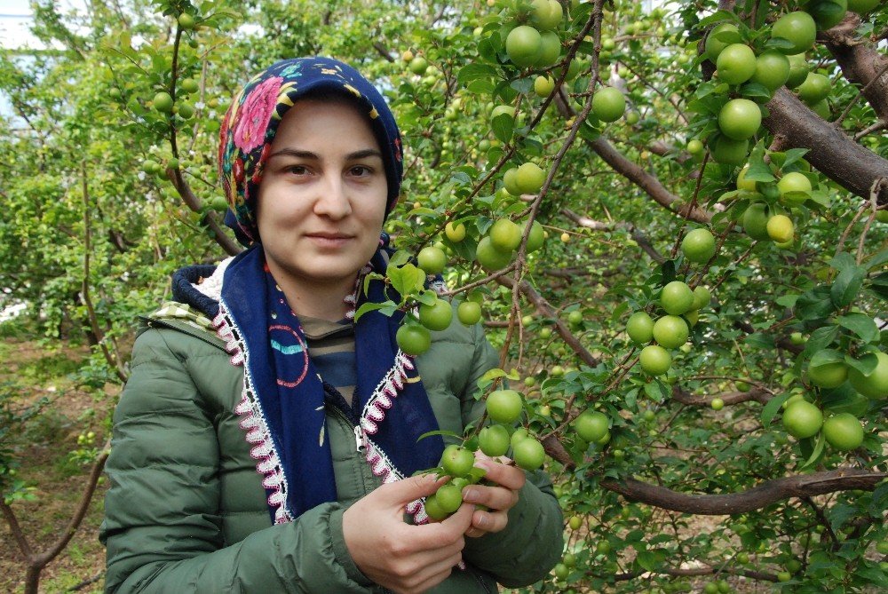 Silifke Can Eriği Rusya, Almanya Ve Hollanda’ya İhraç Ediliyor