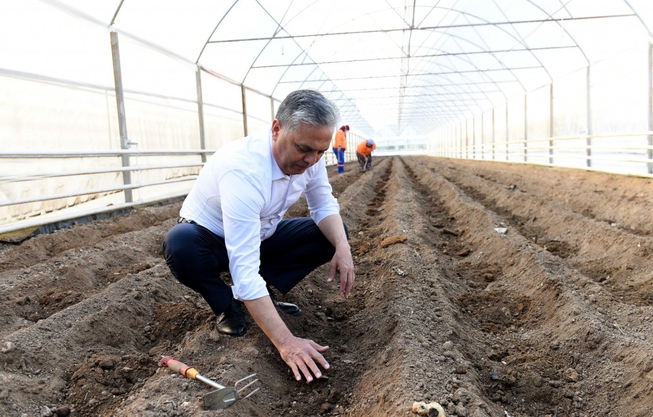 Şifa Kaynağı Zencefil Muratpaşa’da Üretiliyor