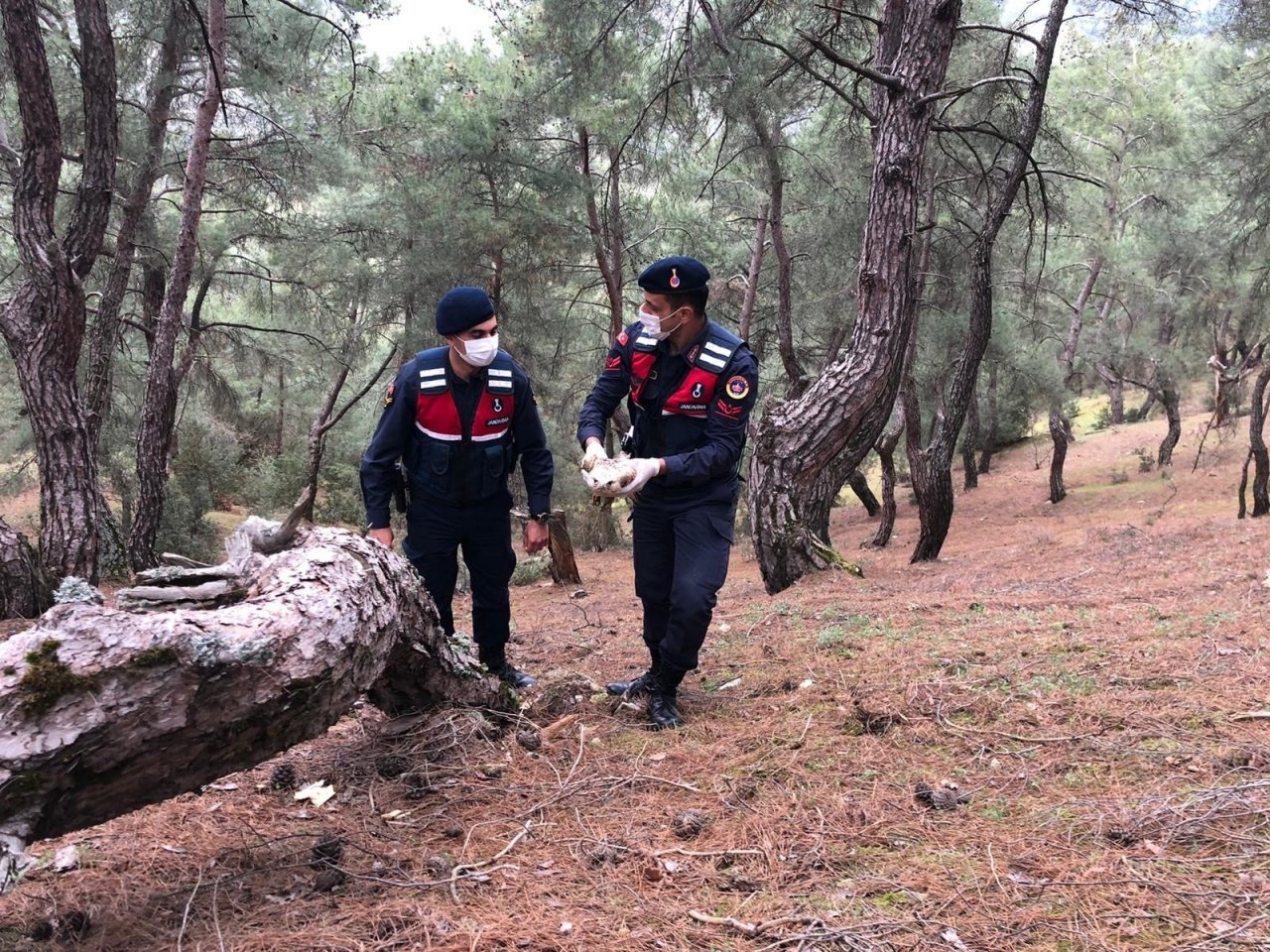 Manisa’da Yaralı Şahine Jandarma Sahip Çıktı