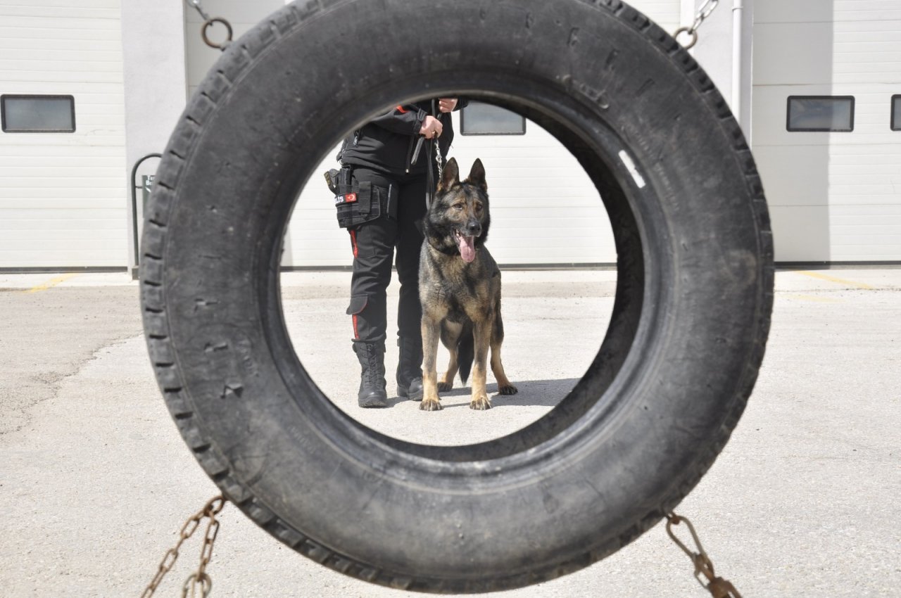 Sahne Polis Köpeklerinin