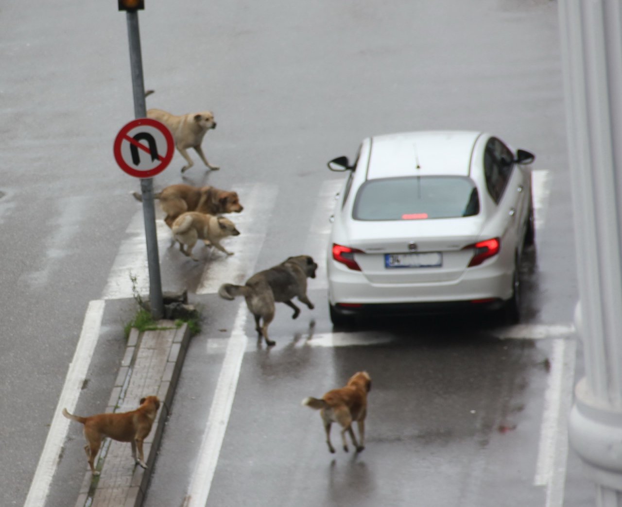 Başıboş Köpekler Yoldan Geçen Araçlara Saldırdı