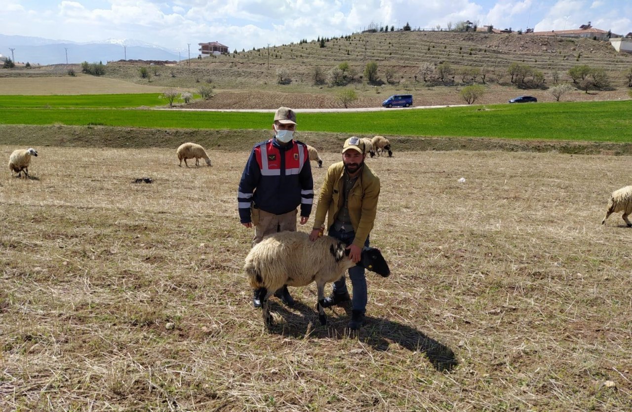 Elazığ’da Kayıp Koyunlar Jandarma Tarafından Bulundu